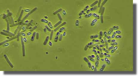 bacillus thuringiensis (BtK)
